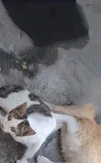 گربه گمشده