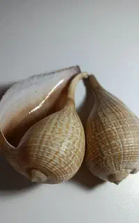صدف دریایی و تزئینی