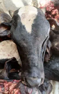 کله گوساله
