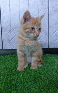 گربه