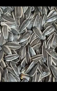 تخمه s400