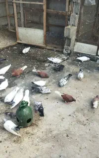 فروش کبوتر