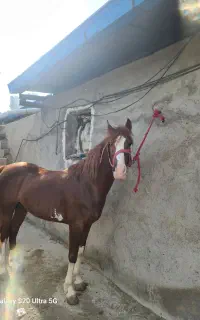 نداشتن جا .درست بخوانید پیام دهید