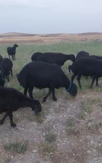 بره قوچ قره قزل
