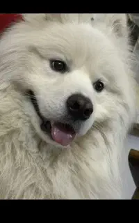 سگ سامویید نژاد اصیل ۹ ماهه