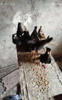 انواع کبوتر