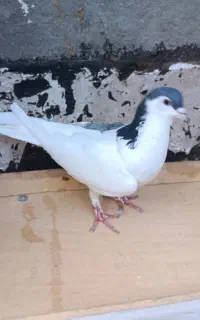 کبوتر
