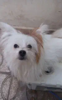 سگ نر پیداشده
