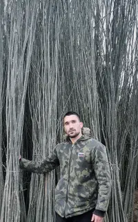 نهال صنوبرتبریزی۵هزارتومان میوه یک تاشیش ساله