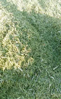 خار شتر خریدو فروش هر تناژی که داشتین