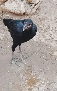 مرغ