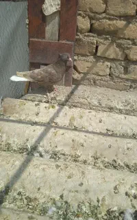 کبوتر فروشی