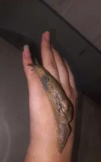 حلزون غول پیکر آفریقایی کمیاب