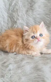 گربه پرشین اصیل