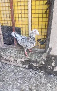 هفرنگ