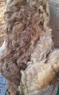پشم گوسفند و پشم بره