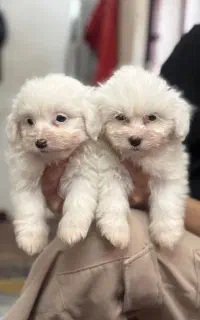 توله شیتزو تریر2ماهه