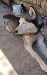 هاسکی ،ماده