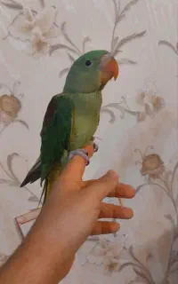 شاه طوطی رام و دستی