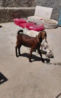 دوعدد بزغاله نروماده سانن وپاکستانی بره میش