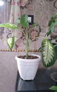 گل دیفن&۲گل شلفرا