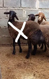 بره ماده همو و هترو