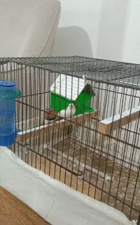فنچ نر و ماده