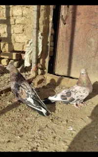 کفتر