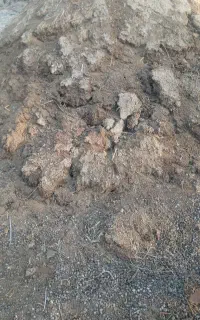 کود گوسفند