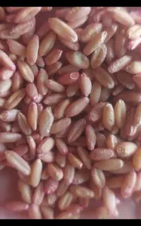 گندم بذری بوجاری شده