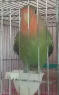 کوتوله برزیلی گمشده