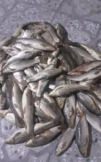 ماهی زرد پر