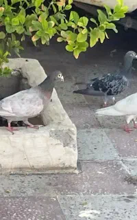 کبوتر