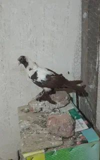 ککیلی