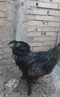 خروس ودوتاجوجه دو رگه ایام سمانی گوشت سیاه