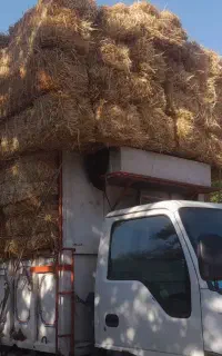 فروش پرس گندم با قیمت مناسب و به همراه بارگیری