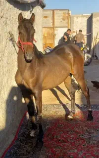 اسب