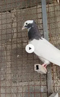 طوق سبز