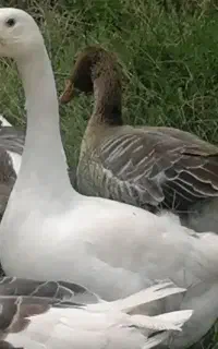 غاز محلی 5 ماهه ارگانیک