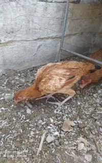 جوجه محلی