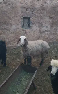 میش چاق