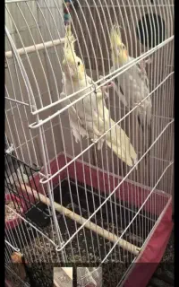 یک جفت عروس هلندی بفروش میرسد
