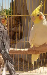 عروس هلندی