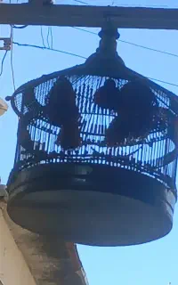 قفس