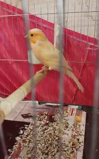 قناری ماده موزائیکی