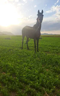 اسب مادیان کرد