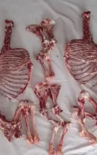 عقیقه، قصاب، بره