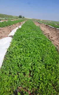نشاگوجه قلعه یزدان