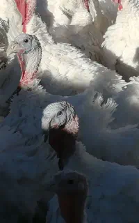 بوقلمون گوشتی ارگانیک