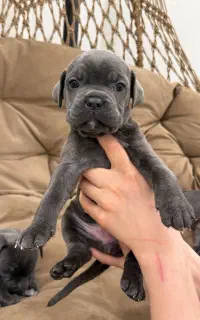 سگ کین کورسو